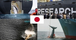 শান্তির দেশটির সমুদ্রে ত্রাস : জুলাইতে শুরু তিমি শিকার