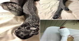 বিছানায় স্ত্রীর জায়গায় ভয়াল জোড়া সাপ, পরের ঘটনা মারাত্মক