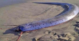 ফের সুনামি আতঙ্কে জাপান, পূর্বাভাস দিচ্ছে মাছ!