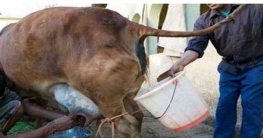 গরুর দুধ ১৫০ গোমূত্র ৩৫০ টাকা!