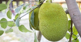 কাঁচা কাঁঠাল কেন খাবেন