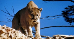 হামলে পড়ল সিংহ, গলা টিপে মারল যুবক