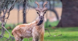 পাকিস্তানের এক ছাগল শিকারে ব্যয় কোটি টাকা