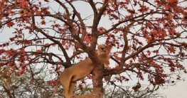 মোদির টুইট ‘ম্যাজেস্টিক গির সিংহ’