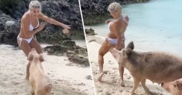 বিকিনি পরা মডেলকে কামড়ালো শুকর