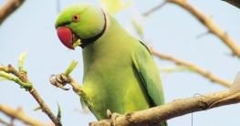 আফিমের নেশায় টিয়াপাখি : অতিষ্ঠ চাষিরা