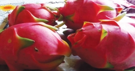 রোগ প্রতিরোধ ক্ষমতা বাড়ায় ড্রাগন ফল