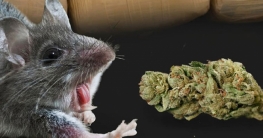 ৫০০ কেজি গাঁজা খেয়েছে ইঁদুর