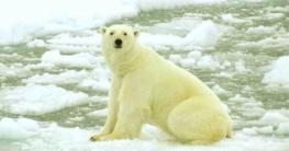 শ্বেত ভাল্লুকের উপদ্রব, রাশিয়ার দ্বীপে জরুরি অবস্থা জারি