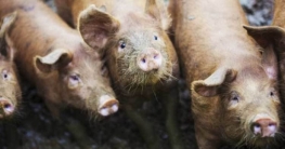 জীবন্ত নারীকে ছিঁড়ে খেল শুয়োরের পাল