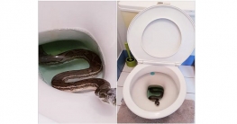 বাথরুমের কমোডে অজগর!