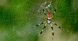 ভায়াগ্রার কাজ করবে মাকড়সার বিষ