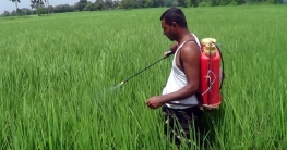 ১০০ দিনের ধান চাষে মুনাফা ১০০ কোটি টাকা!