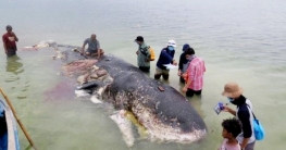 তিমির পেটে ৪০ কেজি প্লাস্টিক