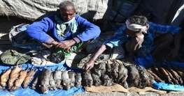 আসামে ইঁদুরের মাংসের কেজি ২০০ রুপি