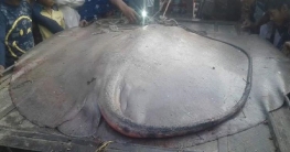 ৮৫ কেজি ওজনের হাউস মাছ!