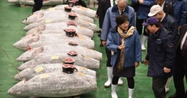 ২৭৮ কেজি ব্লুফিন টুনা কেনা হলো ৩১ লাখ ডলারে ২৭৮ কেজি ব্লুফিন টুনা কেনা হলো ৩১ লাখ ডলারে