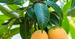 ডায়াবেটিস নিয়ন্ত্রণে আমপাতা
