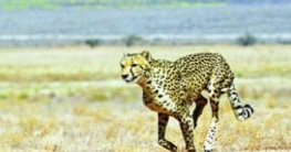 ভূরিভোজের পর বাঘের চামড়া বিক্রি করার ফাঁদে গ্রেপ্তার ৫