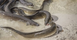 নদীর পানিতে উচ্চমাত্রার মাদক, নেশাগ্রস্ত হচ্ছে মাছ