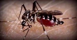 ডেঙ্গু কেড়ে নিলো আরও ১৬ প্রাণ ডেঙ্গু কেড়ে নিলো আরও ১৬ প্রাণ