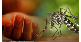 ২৪ ঘণ্টায় ডেঙ্গুতে ১১ জনের মৃত্যু, হাসপাতালে ভর্তি ২৯৪৪