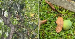 পড়ে থাকা আম কুড়ালে ৫ লাখ টাকা জরিমানা
