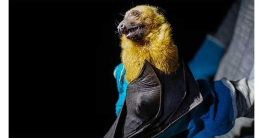 দেশে রহস্যজনক প্রাণঘাতী ভাইরাস শনাক্ত, সতর্কবার্তা