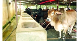 বড় গরু নিয়ে দুশ্চিন্তায় খামারিরা