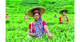 চা-শিল্প: বকেয়া পাচ্ছেন না এক লাখ শ্রমিক চা-শিল্প: বকেয়া পাচ্ছেন না এক লাখ শ্রমিক