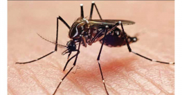 ডেঙ্গুতে একদিনে সবচেয়ে বেশি ৮ মৃত্যু ডেঙ্গুতে একদিনে সবচেয়ে বেশি ৮ মৃত্যু