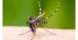 ডেঙ্গুতে একদিনে রেকর্ড রোগী হাসপাতালে