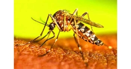 কেন বাড়ছে ডেঙ্গুতে মৃত্যু কেন বাড়ছে ডেঙ্গুতে মৃত্যু