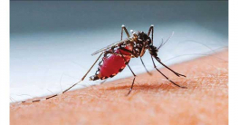 অক্টোবরের ১০ দিনে ডেঙ্গু রোগী পাঁচ হাজার ছাড়াল অক্টোবরের ১০ দিনে ডেঙ্গু রোগী পাঁচ হাজার ছাড়াল