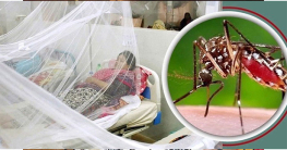 ডেঙ্গুতে ১৩ জনের মৃত্যু, হাসপাতালে ২২৯১ ডেঙ্গুতে ১৩ জনের মৃত্যু, হাসপাতালে ২২৯১