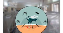 ডেঙ্গুতে এক দিনে ১৪ মৃত্যু, হাসপাতালে ২৭৫১ ডেঙ্গুতে এক দিনে ১৪ মৃত্যু, হাসপাতালে ২৭৫১