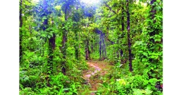 দখলদারের কবজায় ১২ লাখ কোটি টাকার বনভূমি