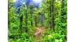 দখলদারের কবজায় ১২ লাখ কোটি টাকার বনভূমি
