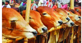 হাটে ক্ষমতার দাপট, ইচ্ছামতো হাসিল হাটে ক্ষমতার দাপট, ইচ্ছামতো হাসিল