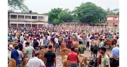 স্কুল বন্ধ করে যুবদল সভাপতির পশুর হাট, ম্যাজিস্ট্রেটকে হেনস্তা