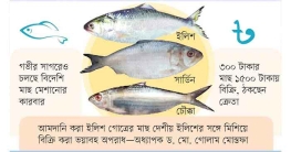 ইলিশের নামে ‘রুপালি ধোঁকা’
