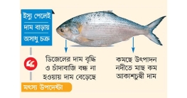 ইলিশ যেন বিলাসী পণ্য