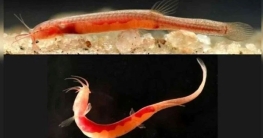 আসামে মাটির নিচে মিললো মাছের সন্ধান, বিস্মিত বিজ্ঞানীরা