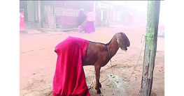 শীতে কাঁপছে উত্তরাঞ্চল