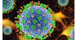 সারা দেশে ছড়িয়ে পড়ছে নিপাহ ভাইরাস