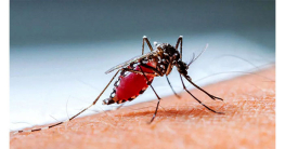 ডেঙ্গুতে আরও ৬ জনের মৃত্যু, হাসপাতালে ১৪২৪ ডেঙ্গুতে আরও ৬ জনের মৃত্যু, হাসপাতালে ১৪২৪