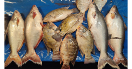 দাম বাড়ায় আমিষে টান, তেলাপিয়া পাঙ্গাশও উঠছে না গরিবের পাতে