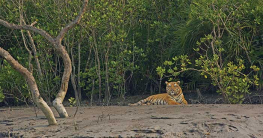 হুমকির মুখে সুন্দরবনের জীববৈচিত্র্য