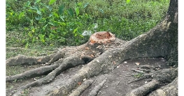 সরকারি স্কুলের গাছ কেটে বাড়ি নিলেন বিএনপির নেতা