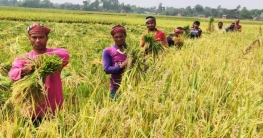 ধানের ভালো ফলনেও হাসি নেই কৃষকের মুখে